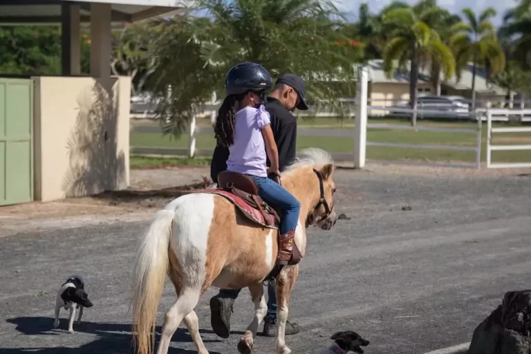 equestrian center 768x512