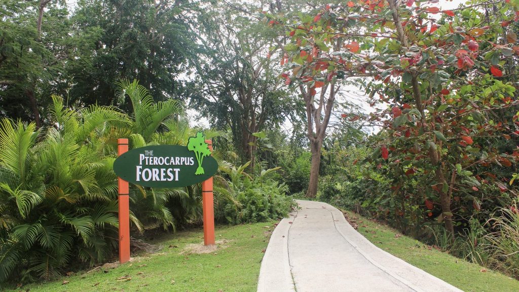 Palmas Del Mar Pterocarpus Forest
